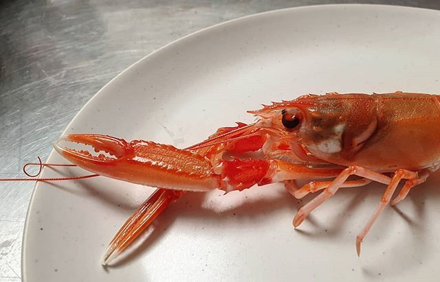Langoustines from the Hebrides. 
On the menu with radishes, peas, broad beans, mint and a sauce of roasted lango heads and shells.

The fifth serving of a wonderful menu by @benedictreade at our studio tonight.

#blanchandshock #camberwell #southlondon #… ift.tt/2XLN2ff