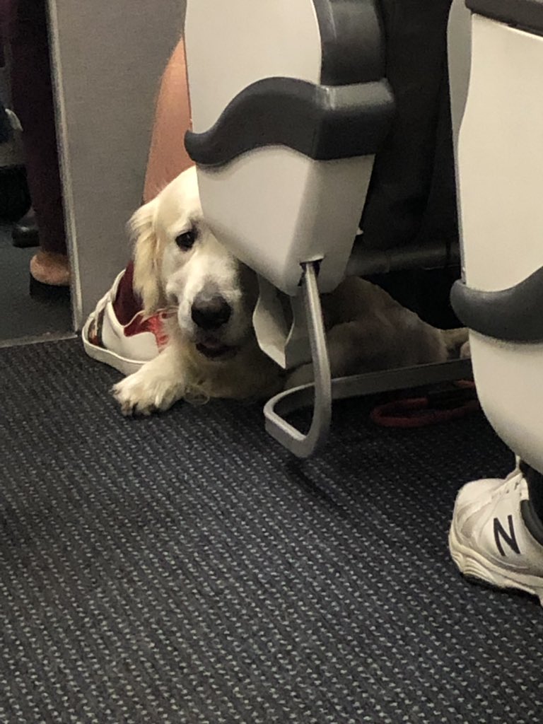 muzzeltov's tweet photo. ๐ Well, this might be the best flight I have ever been on! Look at this SWEET boy! I just want to give him belly rubs and tell him how much I love him. ๐#FirstClassDog https://t.co/MtmlwBszD8