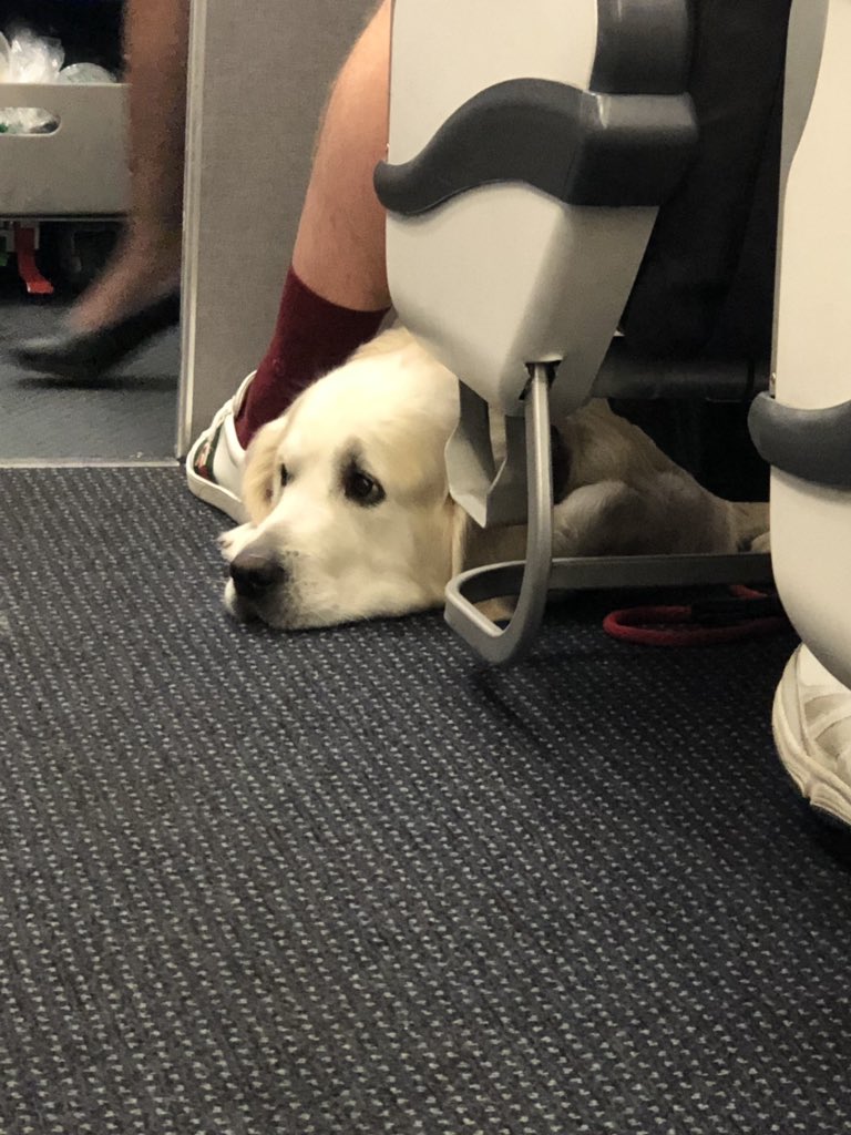 muzzeltov's tweet photo. ๐ Well, this might be the best flight I have ever been on! Look at this SWEET boy! I just want to give him belly rubs and tell him how much I love him. ๐#FirstClassDog https://t.co/MtmlwBszD8