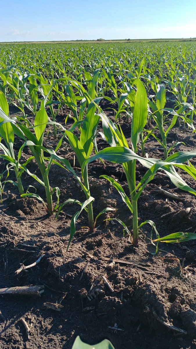 Lindsey Berg tweet media