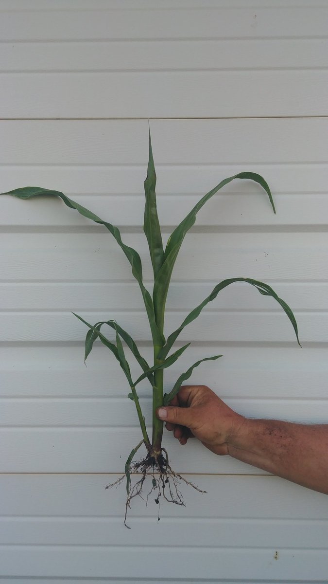 Lindsey Berg tweet media