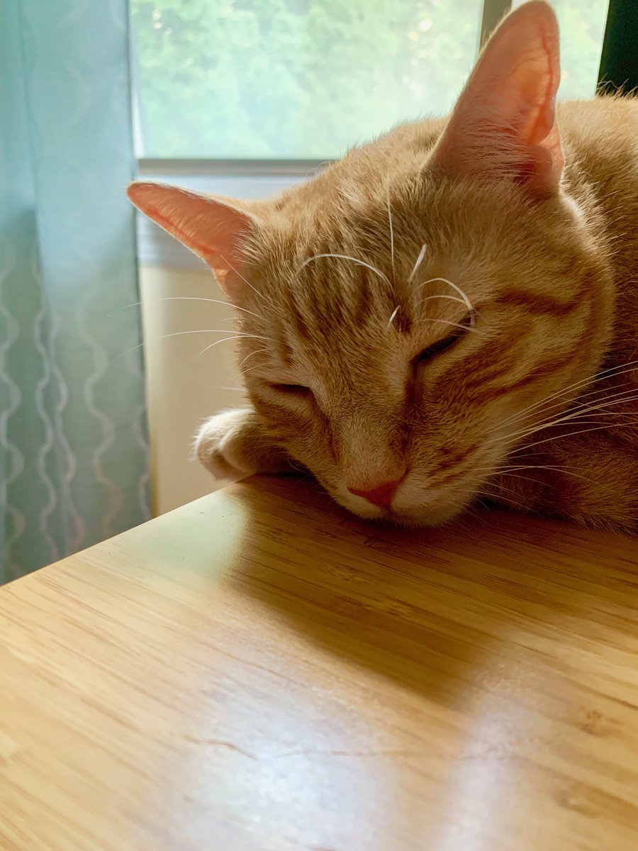 hemifitzy2's tweet photo. It’s been a wild week and #Fitzy needed some downtime #fitzyfriday #naptime https://t.co/Ob6lvBDrEl