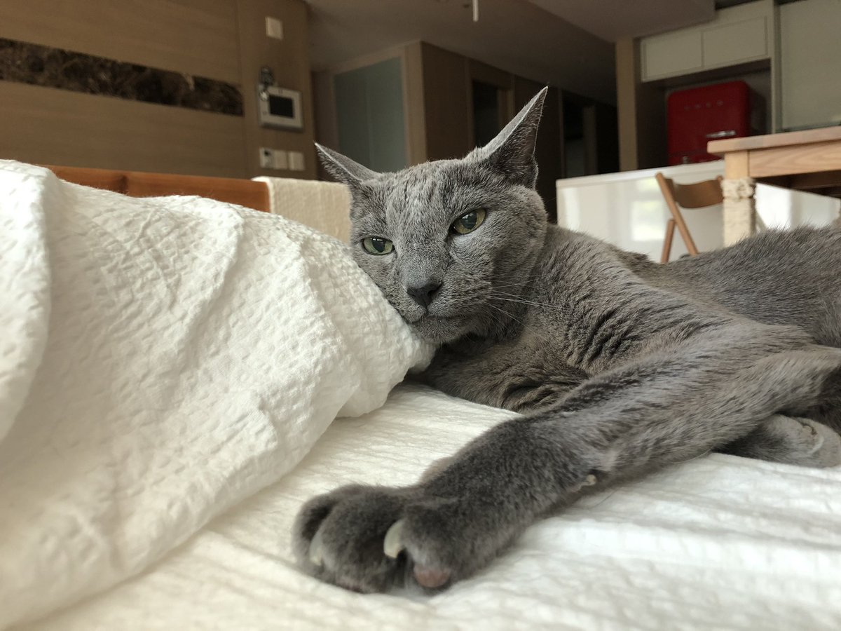 여름이와 거실을 방삼아 지내길 2주. 새벽에 밝아오는 하늘을 보며 눈뜨는 데도 꽤 익숙해졌다. 여름이는 이런 장점을 단박에 간파한 것인가