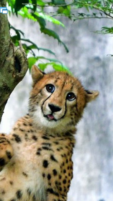 最高チーター イラスト かわいい ただのディズニー画像 最高チーター イラスト かわいい ただのディズニー画像