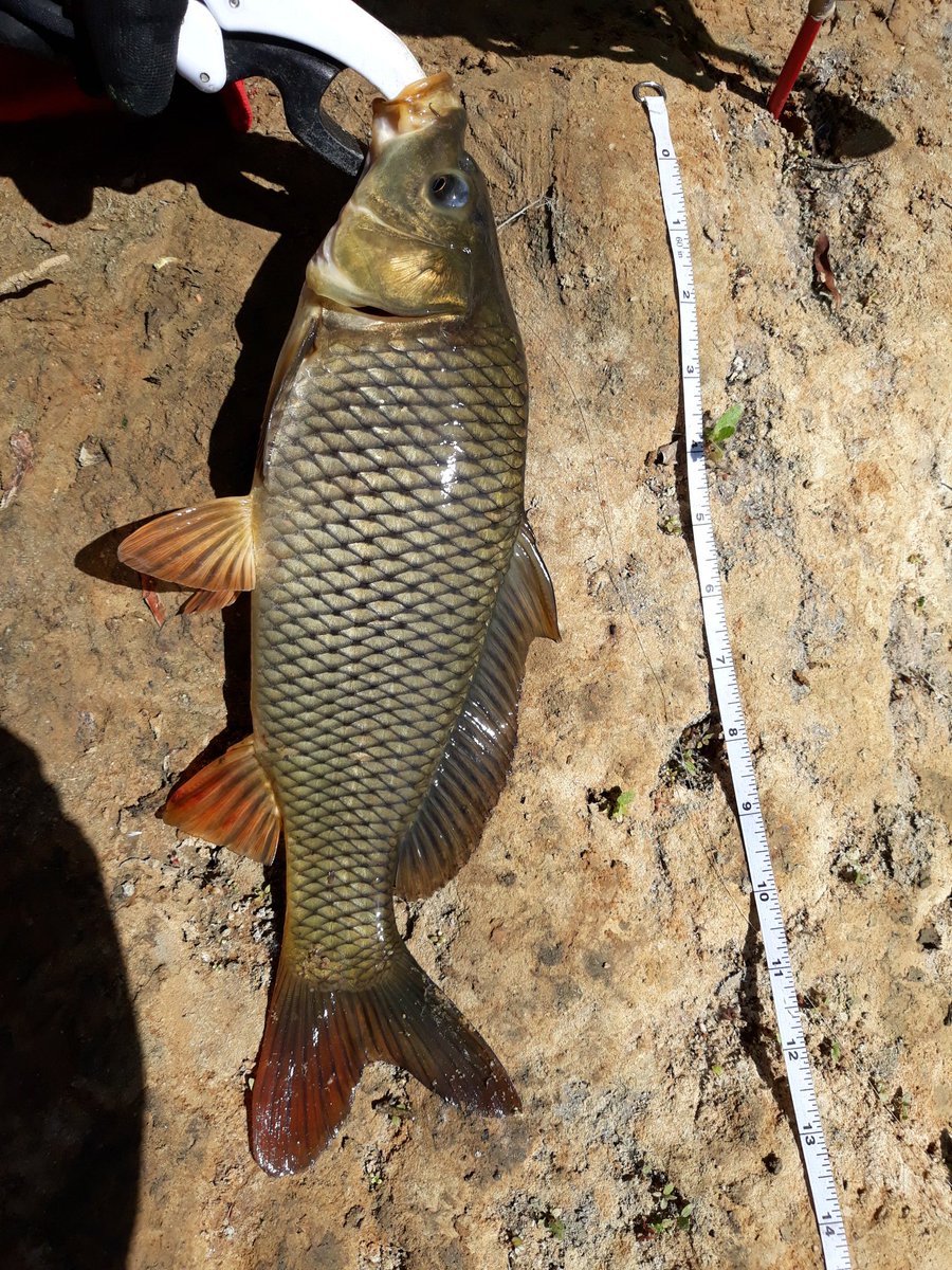 Caught a carp today microfishing down at the creek 🎣 #creekfishing #fishing @LandTevin