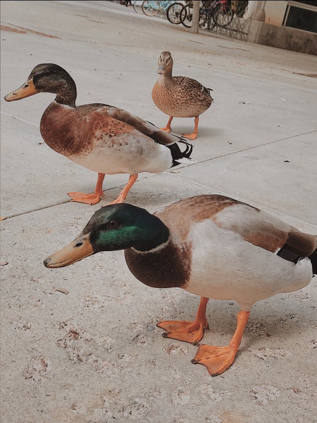 monipig21's tweet photo. One of my favorite college memories? Seeing this trio of ducks return time and time again to stroll around campus 🦆🦆 🦆 Even the ducks know @csuf is #MyTopCollege #csuf https://t.co/NzXzJrosIL