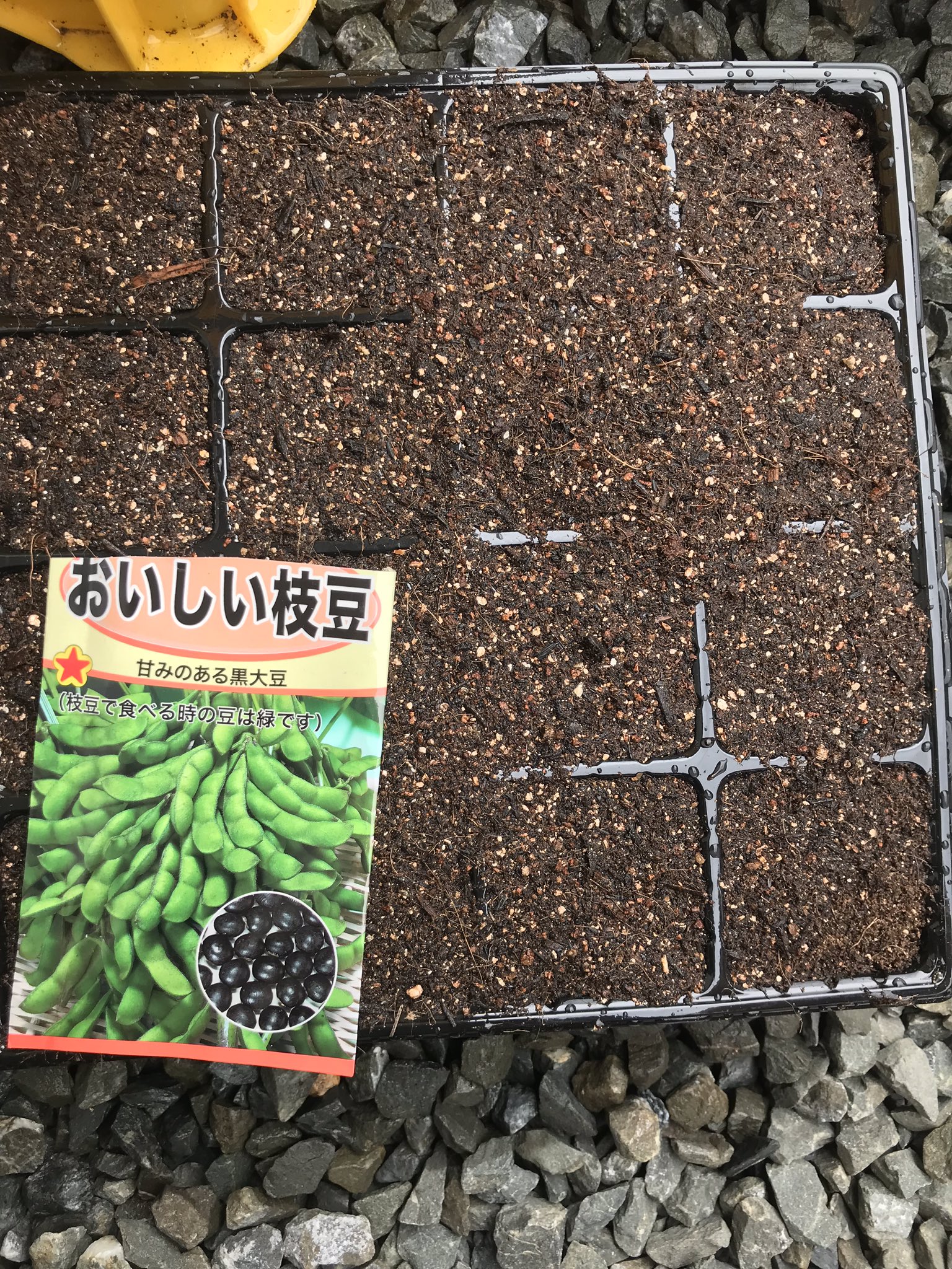週末1人農業 かなり遅いが タネを植える 芽が出ればいいのだが 北海道 枝豆 京都丹波黒豆 T Co Pdwtiaqsd4 Twitter