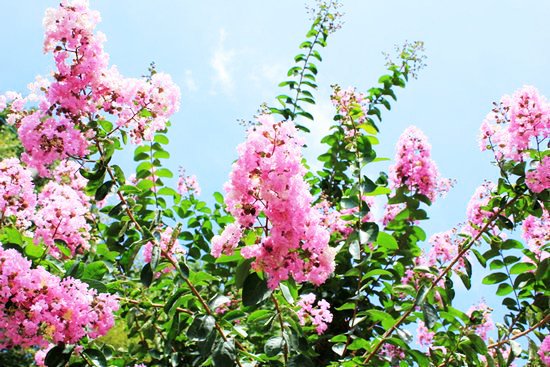 暦生活 こよみせいかつ 旬の植物 さるすべり 漢字では 百日紅 と 約100日間 ピンク色の花を咲かせるということが名前の由来となっていますが 幹がすべすべで 猿も登れないということから 猿滑 とも書きます 暦生活 さるすべり 花 植物