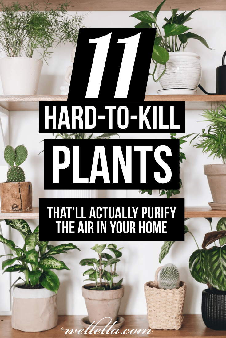 WellellaPlanner's tweet photo. 11 Hard-To-Kill Houseplants That’ll Purify The Air In Your Home https://t.co/WlEvJupjBA https://t.co/BKnoZLxX6n