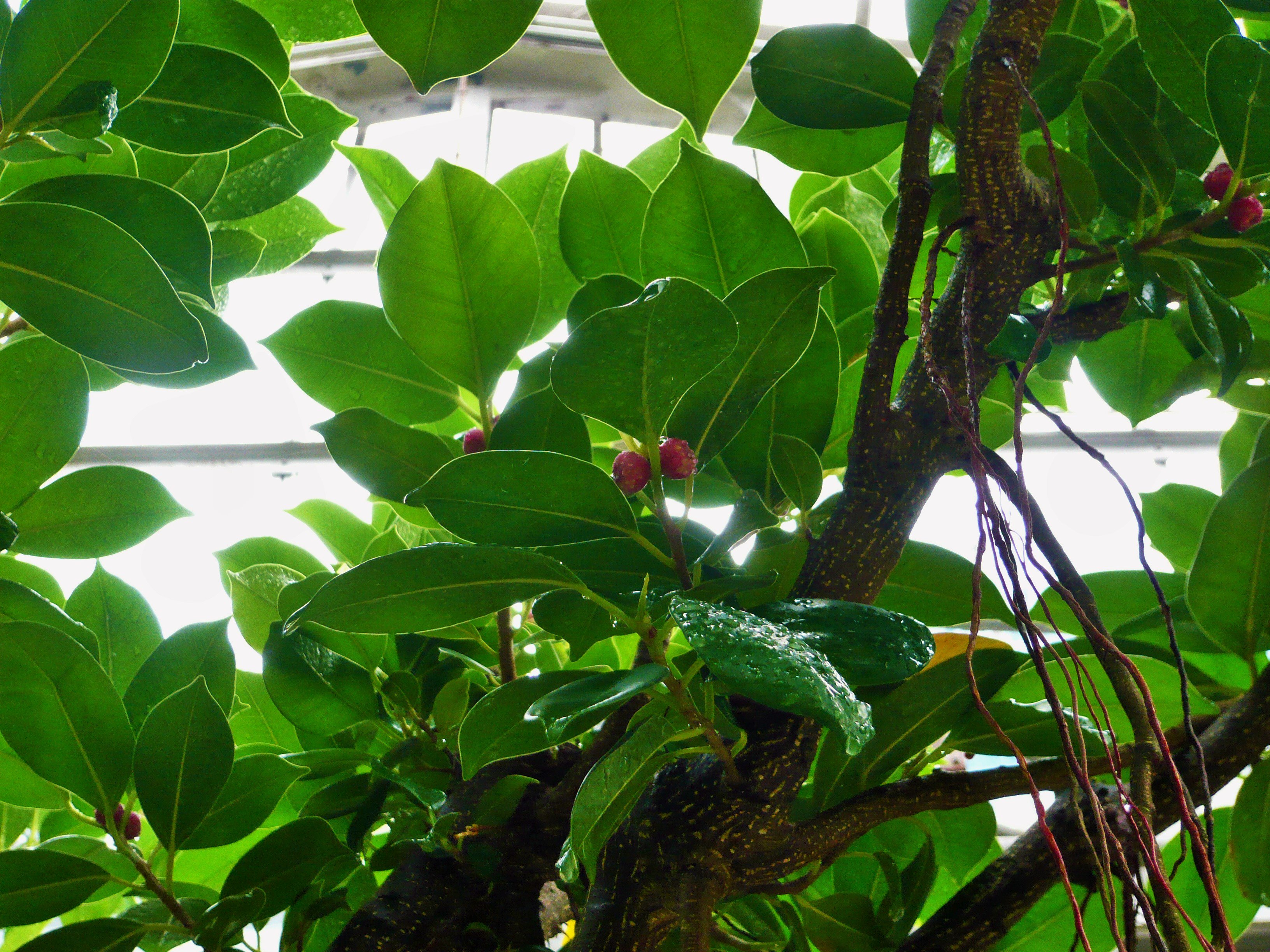 名古屋市東山動植物園 温室でガジュマルが結実しています 幸せをもたらす木ともいわれるガジュマル その小さな赤い実を見つけることができたら 何か良いことがある かも 植物園温室 水生植物室にて T Co 0qjqfvidtb Twitter