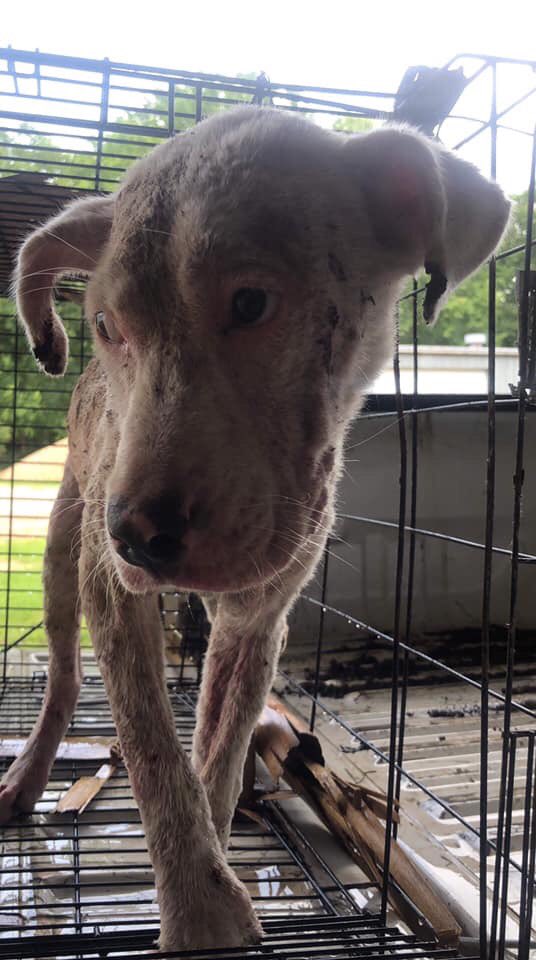 WhoRescued's tweet photo. @BreakingNewsMan https://t.co/pGzZpNch3N