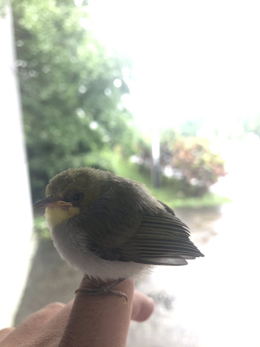 singlefish1's tweet image. 这是什么鸟，找不到回家路了