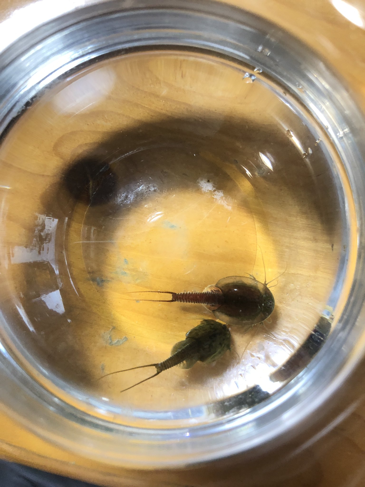 カンパチ 田んぼとかによくいるカブトエビ 寿命は1ヶ月ほどらしいですが 卵は非常に丈夫な生き物 シーモンキーと同じく自由研究の題材によくなってますね T Co Rbhzlcee0f Twitter カンパチ 田んぼとかによくいるカブトエビ 寿命は1ヶ月ほどらしいですが 卵は非常に丈夫な生き物 シーモンキーと同じく自由研究の題材によくなってますね T Co Rbhzlcee0f Twitter