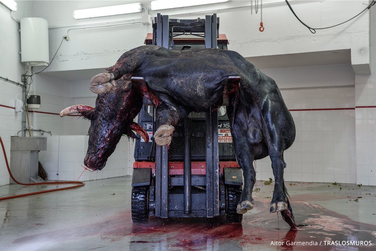 Hoy arrancan los #Sanfermines2019 con el #chupinazo. A partir de mañana 54 toros correrán aterrados por las calles de #Pamplona y acabarán así. Ejecutados. 

¿Hasta cuándo vamos a permitir la violencia, la sangre y la muerte en San Fermín?

📸 @Tras_los_Muros