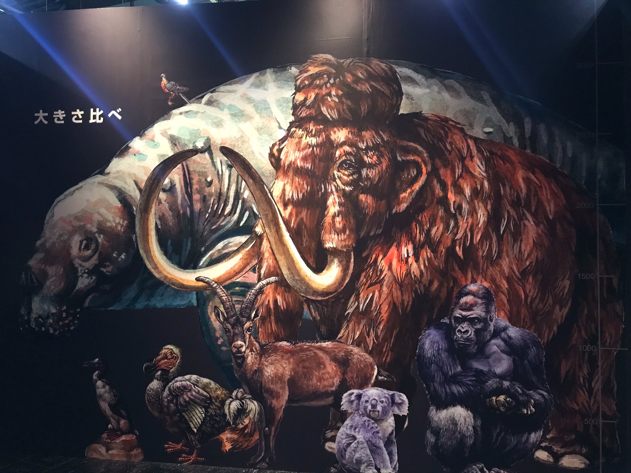 チョーヒカル Pa Twitter イラスト グッズ監修を担当させていただいている 絶滅動物研究所 名古屋市科学館 初日お邪魔してまいりました イラストを大きく使っていただいてることも嬉しいですが 本当にカッコイイ展示空間で 剥製盛りだくさん 学びたっぷり