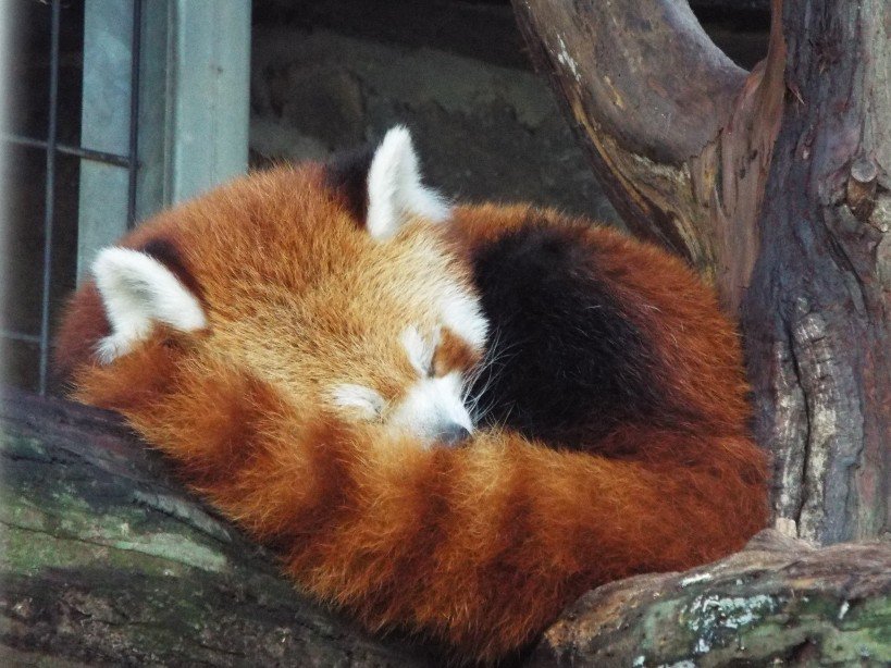 唯一 ニシ て 日本 いる は を 動物園 レッサーパンダ 飼育 で し