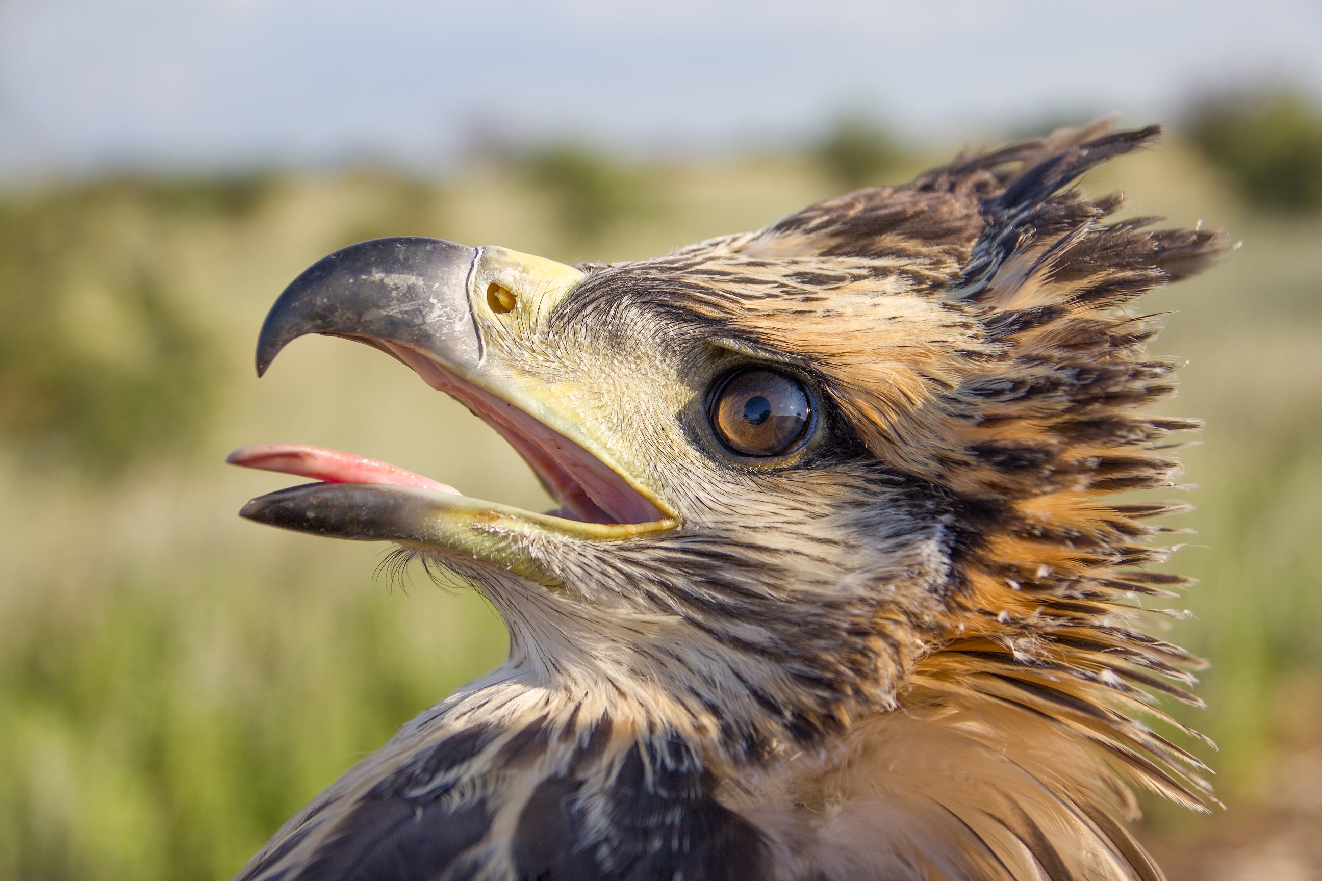 Whitley Fund for Nature on X