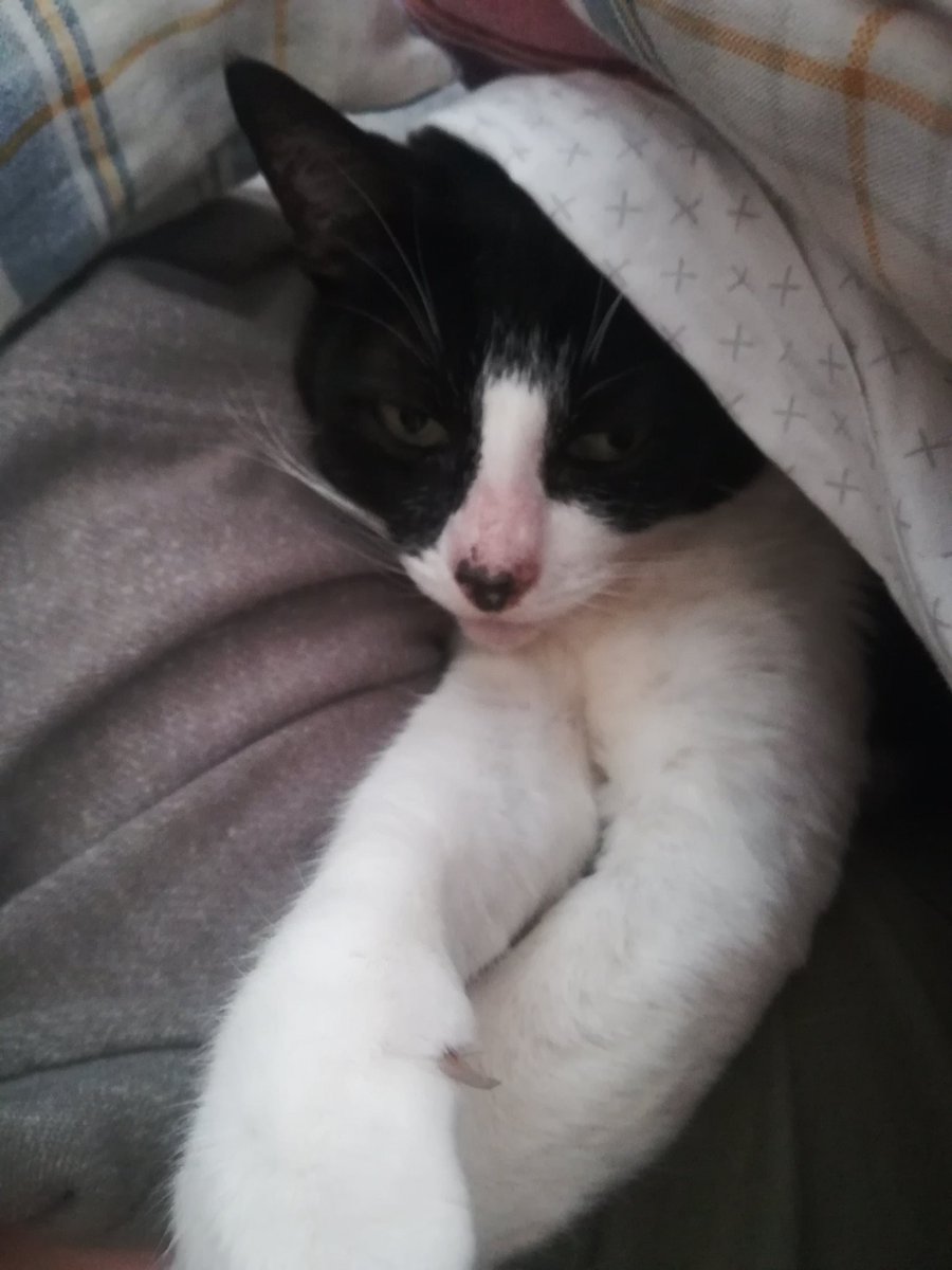 SnoopyRossental's tweet photo. Ubicada, tapada, ronroneando y regaloneando la #Nerri está lista para dormir.... Yo también. 😴😴😴 https://t.co/mcOtJfOvDm