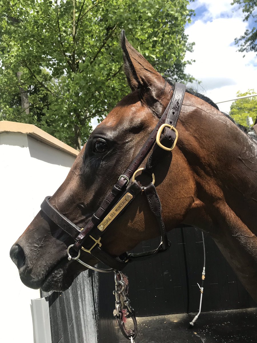 EcurieVivaldi's tweet photo. @Jour_de_Galop @Harasdegrandcam @ChappetRacing @HKJC_Racing @ScoopDyga Bye bye Pizzi ! Tu nous auras fait vibrer, tu nous auras tant donné, tu as été notre premier yearling. On ne t’oublieras jamais. Sois heureux à Hong-Kong. On reste en contact. 😘🏇🏿 @ChappetRacing https://t.co/HrLjohDKxG