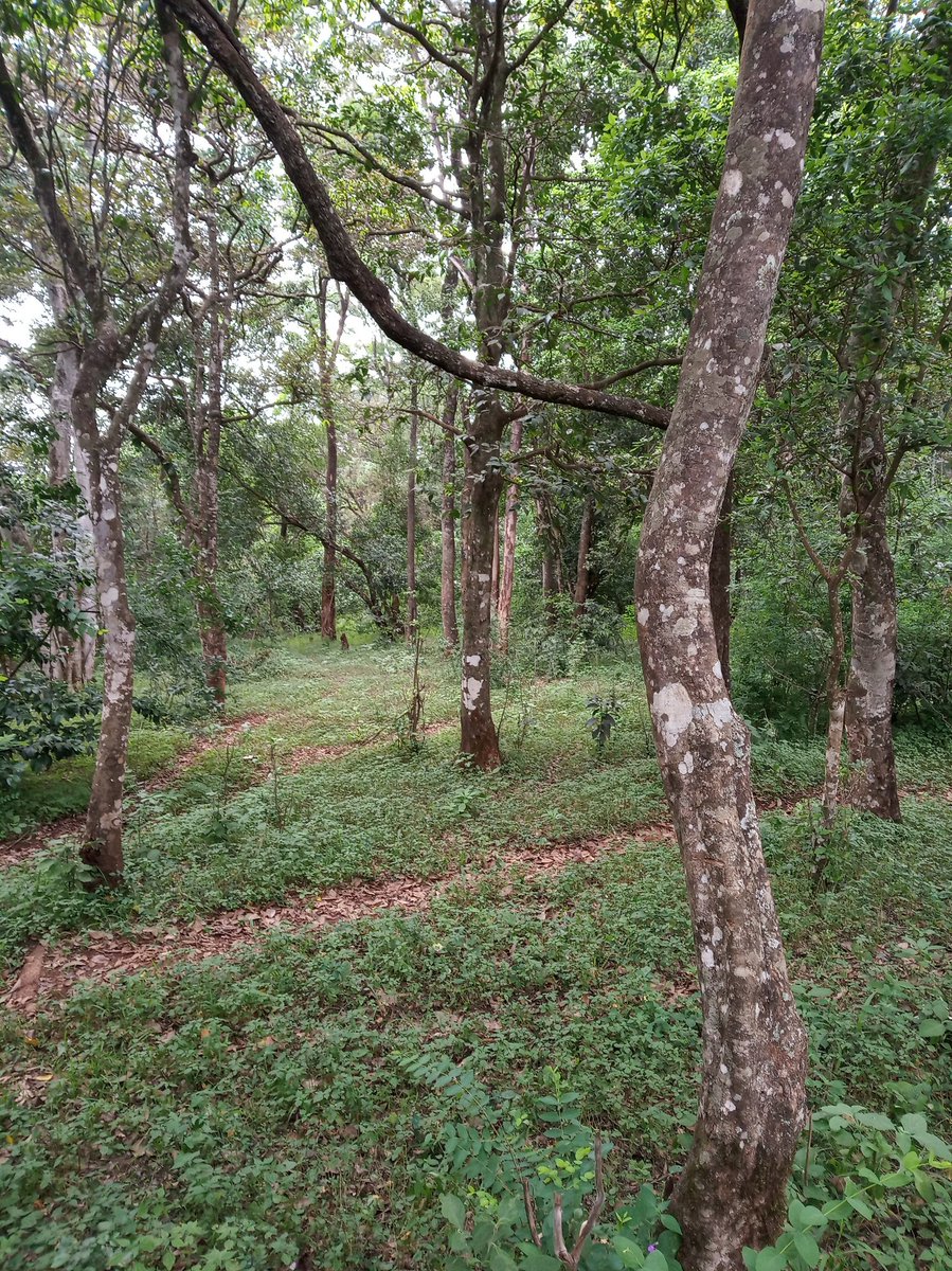 Take a walk on the wild side this weekend in <a href="/nbiarboretum/">NAIROBI ARBORETUM</a> #LoveNature #UrbanForests <a href="/CCF_Kenya/">Chief Conservator of Forests (CCF)</a> <a href="/karurafriends/">Friends of Karura</a> <a href="/cityparkfriends/">Friends of City Park</a> <a href="/natureforall/">#NatureForAll</a>