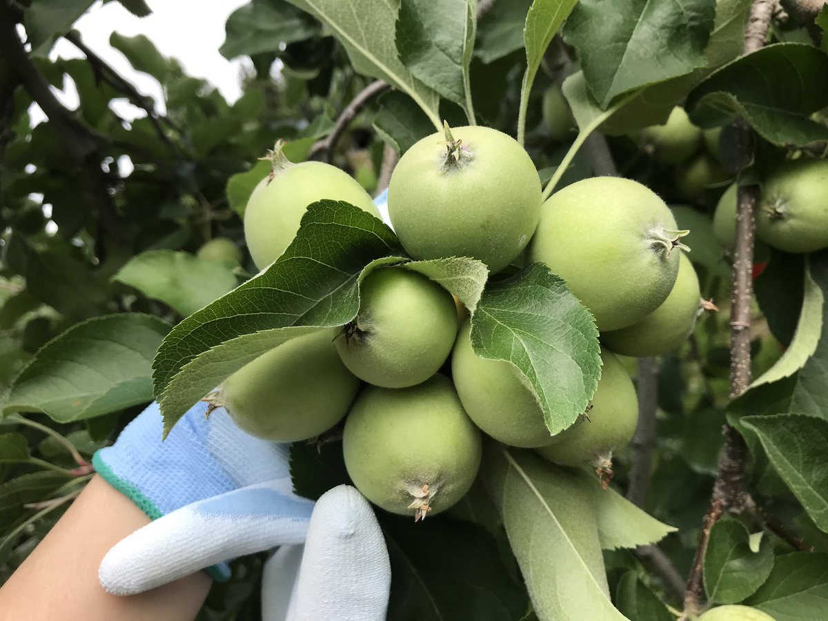 佐藤果樹園 Sunny Fruits Garden さくらんぼが終わり りんごの摘果に入りました ひと株に5 6個の果実がなります その中でもっとも丈夫な軸のリンゴ以外を摘み取る それが摘果です バナナならぬリンゴですってんころりんとひっくり返る時期です