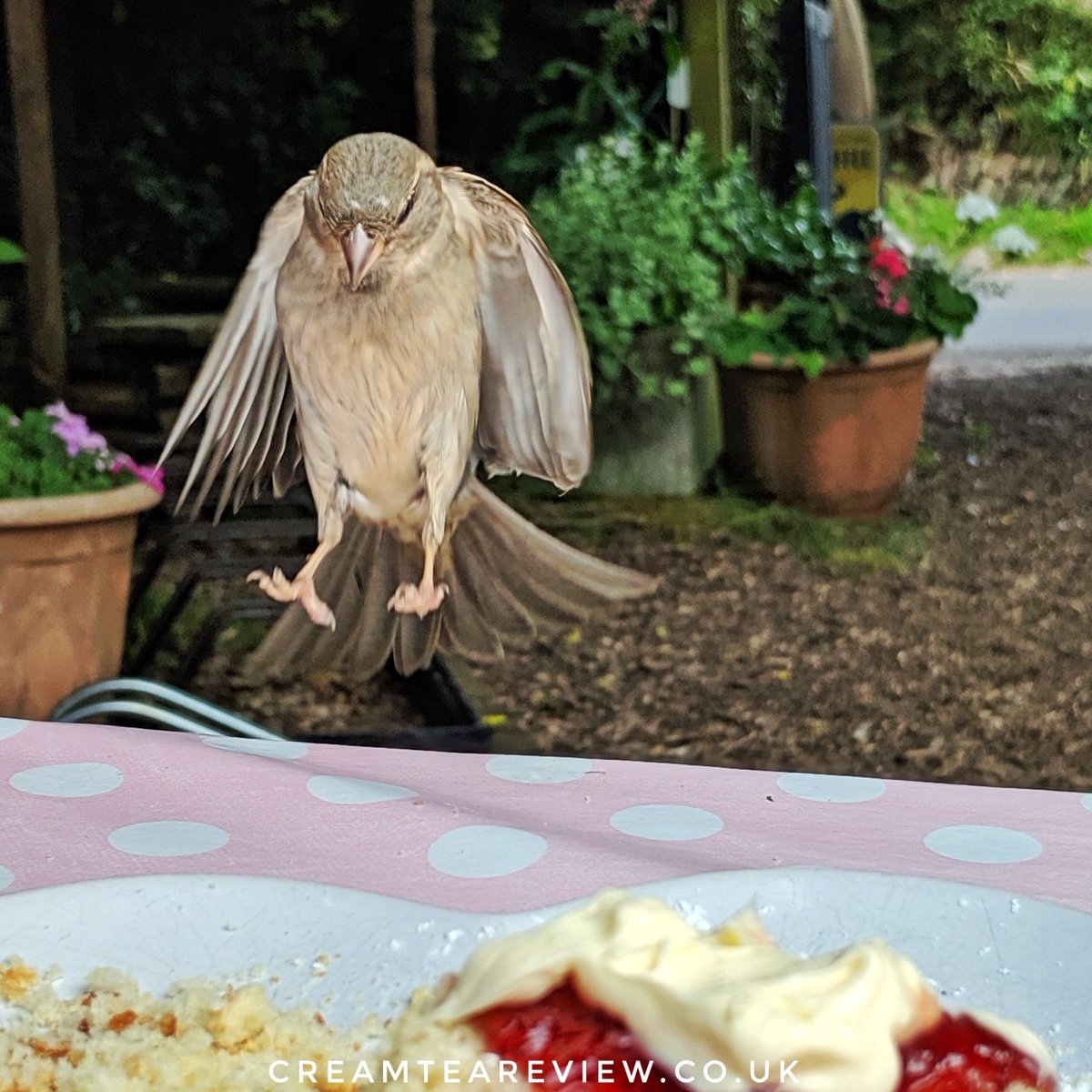 We've had a few cream tea reviewing Interns in Somerset this week 😀
#creamtea #somerset #clottedcream #jamfirst