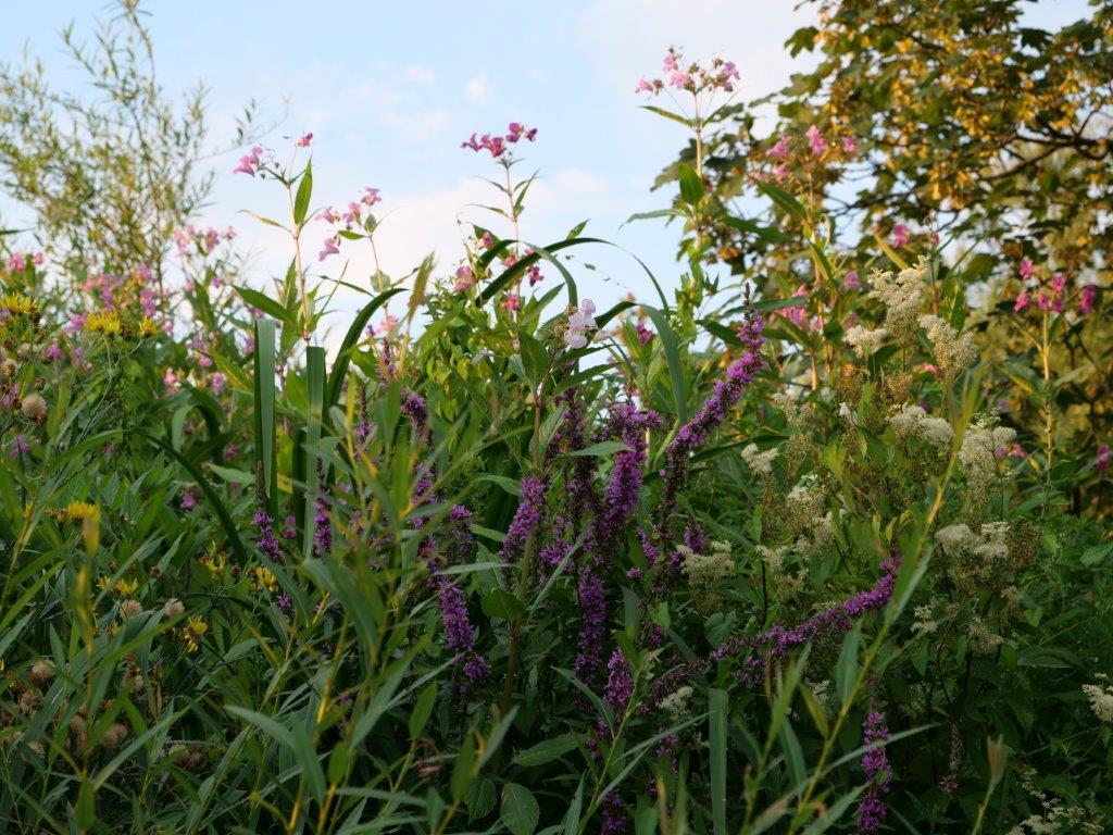 In juli zijn de oevers in de #Biesbosch een zee van bloemen. Zometeen live vanuit de kano op <a href="/radioAFMnl/">Radio A-FM</a>