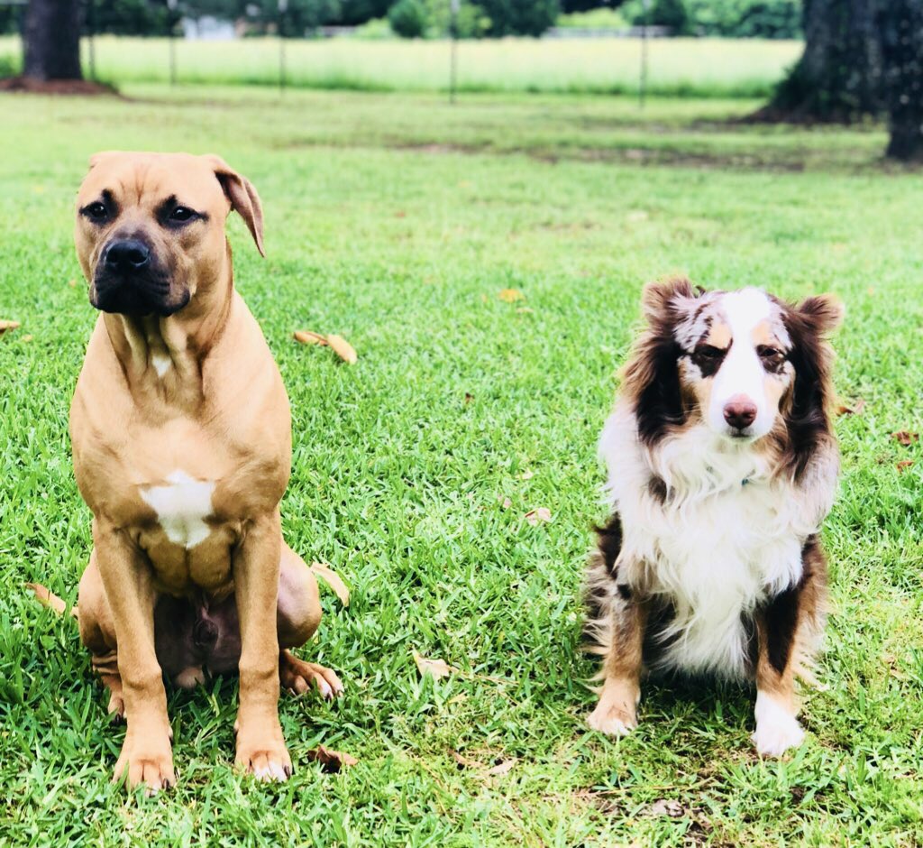 DylanWheeler_'s tweet image. RT

During the fireworks tonight Sam got scared and ran away. We were off of 1651 near the Whitton Volunteer Fire Department near Canton.  If you see him please stop and open your car door. If you say “Get in your truck” he will load right up. 

This is my absolute best friend.