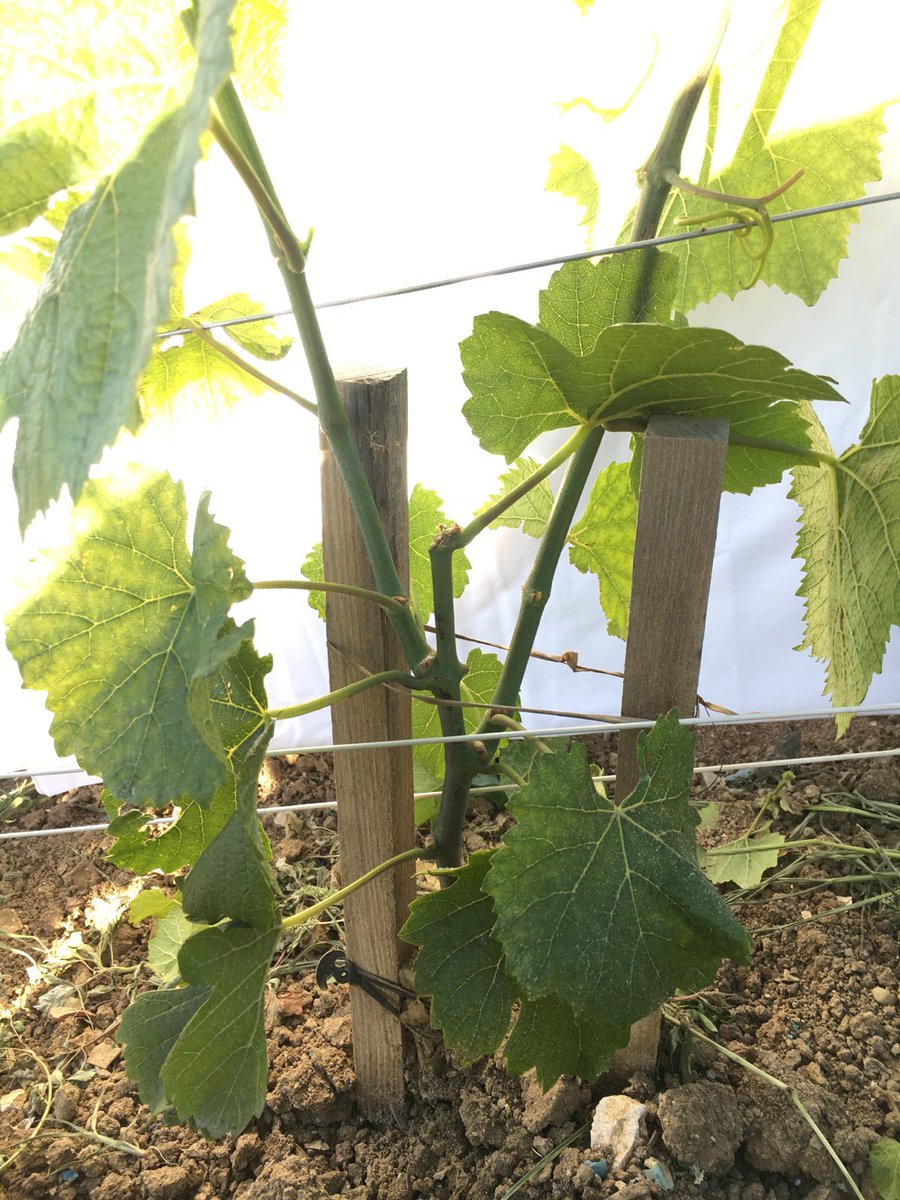 LouisRoederer_'s tweet photo. 2 years old Pinot noir being prepared for Guyot training without any pruning wounds in « Blanchien » Mareuil-sur-Ay #TeamRoederer #VineyardSquad #StateoftheArt #HauteCouture #Craftsmanship #Softpruning #Organiccertified #Biodynamicallyfarmed #Noherbicide -JBL https://t.co/cZuO43pmXu