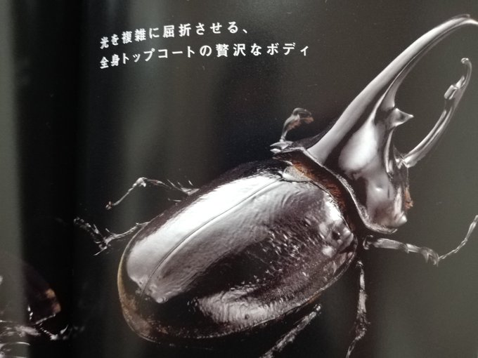 カブトムシのtwitterイラスト検索結果 古い順 カブトムシのtwitterイラスト検索結果 古い順