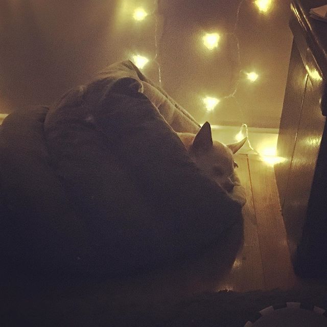 grizzlygirl84's tweet photo. Someone is enjoying their cocoon bed π β’ β’ β’
#coolnights #warmbeds #snugasabug #chihuahualifeπΎ #lovehim #mylilman #seniorpooch #lucky13 #myheartbeatatmyfeet #hectorlopez #boss #myweeworldπ #chihuahuas #doggolifestyle #dogbeds #comfybeds #dogslikβ¦ https://t.co/wXE90uwaR2 https://t.co/1GE9FZajLz