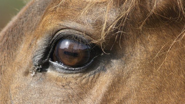 Horse & Hound tweet media