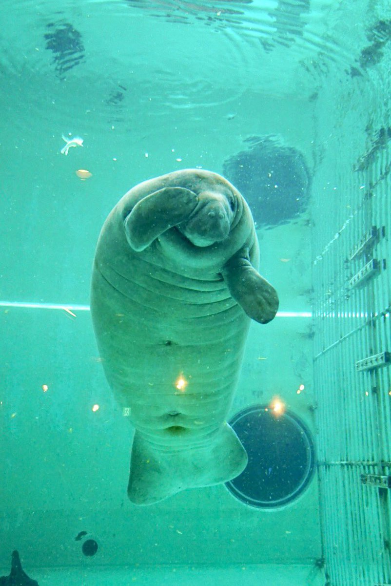 ドロッぷ Pa Twitter マナティがこんなにかわいい生き物だったとは 美ら海水族館 ドロッぷ Pa Twitter マナティがこんなにかわいい生き物だったとは 美ら海水族館