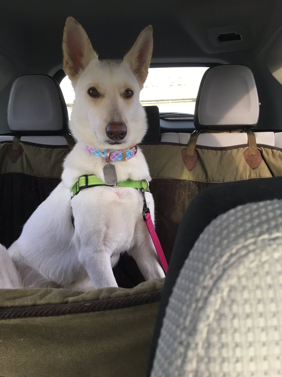 sammehpage's tweet photo. It took me literally ten years to talk my parents into letting me get you, but you are worth every moment I spent begging. 

Happy gotcha day to the most majestic of majestic doggo besties. ❤️ https://t.co/c7CRhdTYc9