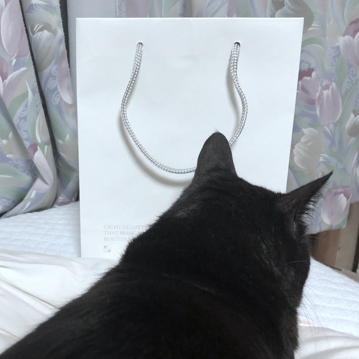 人懐っこくて大きな黒猫の ろん さん 紙袋に食べられてしまいトラウマになられる うちの猫も袋のガサガサ飛んで逃げる Togetter 人懐っこくて大きな黒猫の ろん さん 紙袋に食べられてしまいトラウマになられる うちの猫も袋のガサガサ飛んで逃げる Togetter