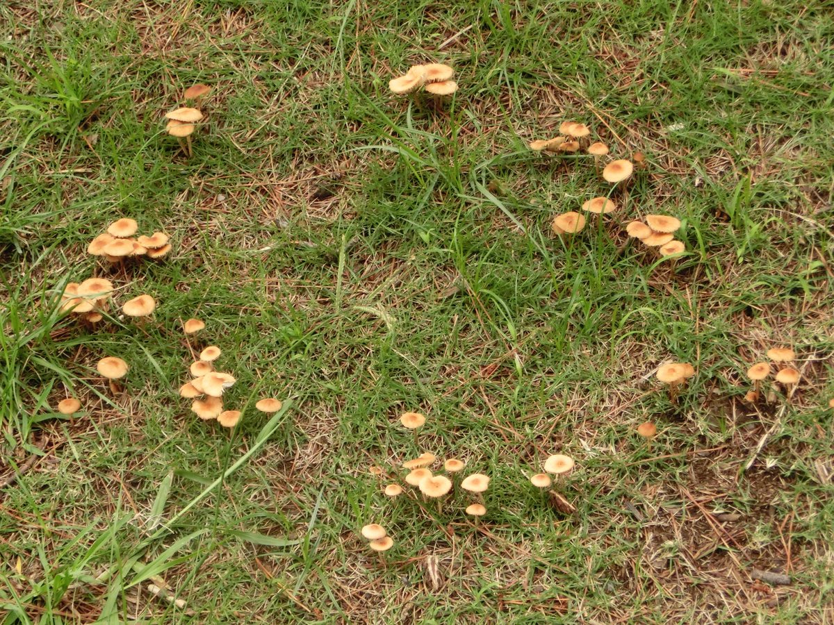 風信子 かのこ フェアリーサークル 菌輪 Fairy Circle Elf Circle Pixie Ringなどとも きのこ 妖精の輪 T Co Xyryj1r1 Twitter
