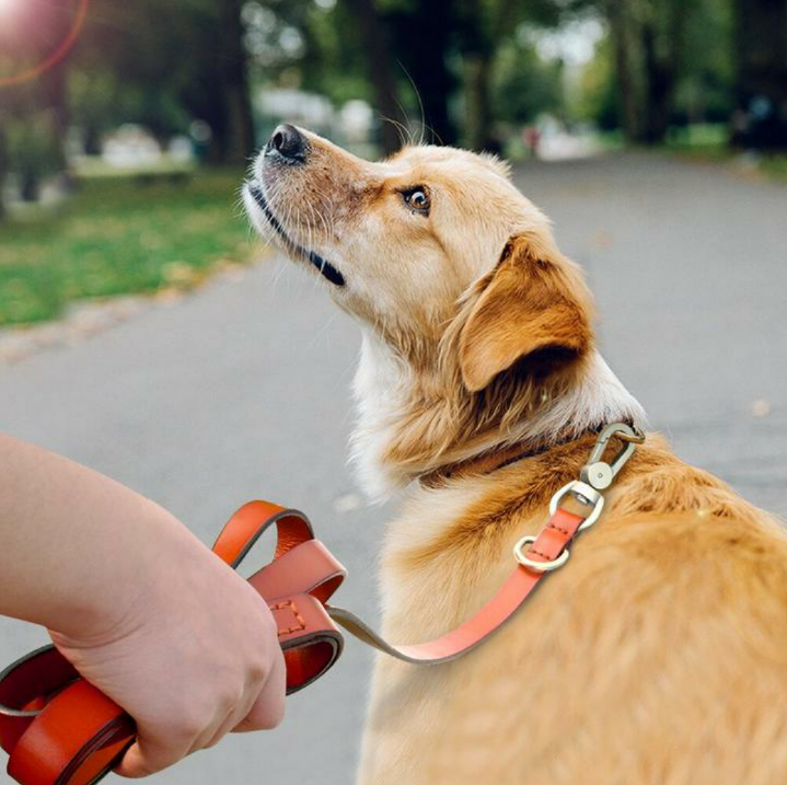 JoJosWorldStore's tweet photo. The Sophisticated Geniune Leather Dog Leash is selling fast🔥 Don't miss out🐾

Available at: https://t.co/sMGdsxMocY
_______
#dogleash #doglead #leatherdogleash #onlineshop #trustedselleronline #trustedseller💯 #dogshoponline #freeshippingnationwide #TeamJoJosWorld https://t.co/EOHnmSuTwP