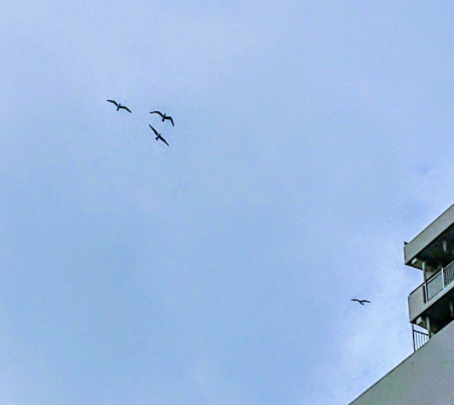 動物異常行動 Twitter Search Twitter