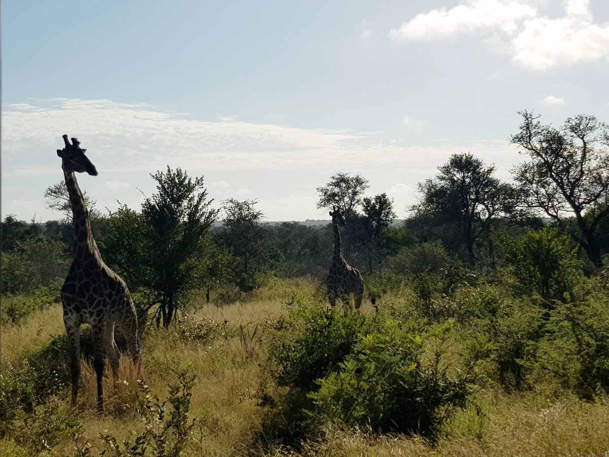 KPLodge's tweet image. We see you 🦒🦒  Take advantage of a guided game drive, which can be booked through our on-site leisure desk.  Find out more by contacting us on +27 (0) 13 737 5000 or email kruger@legacyhotels.com #LegacyHotels