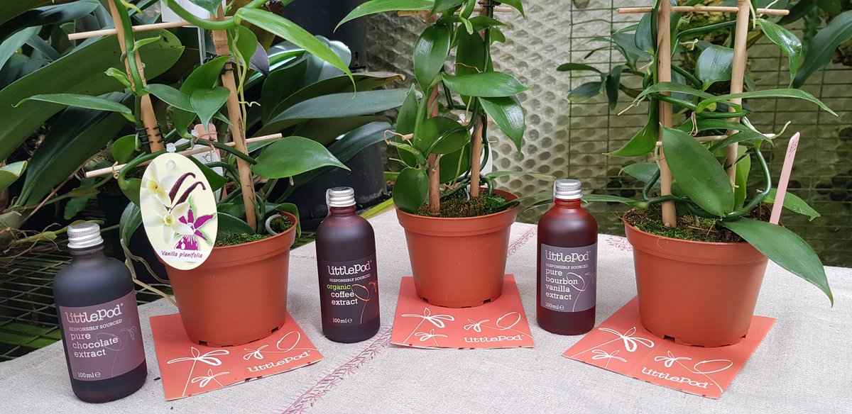 Order your vanilla planifolia orchid from #Burnhamnurseries celebrating 70 yrs educating people about orchids!