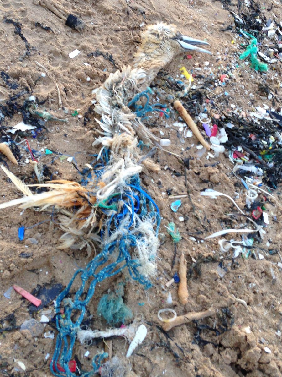 Surfers Against Sewage tweet media