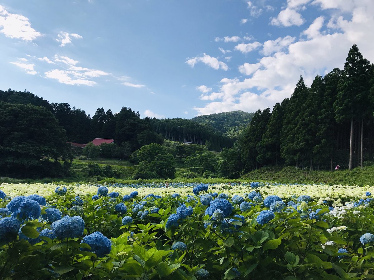 あじさい 2019 みちのく 園