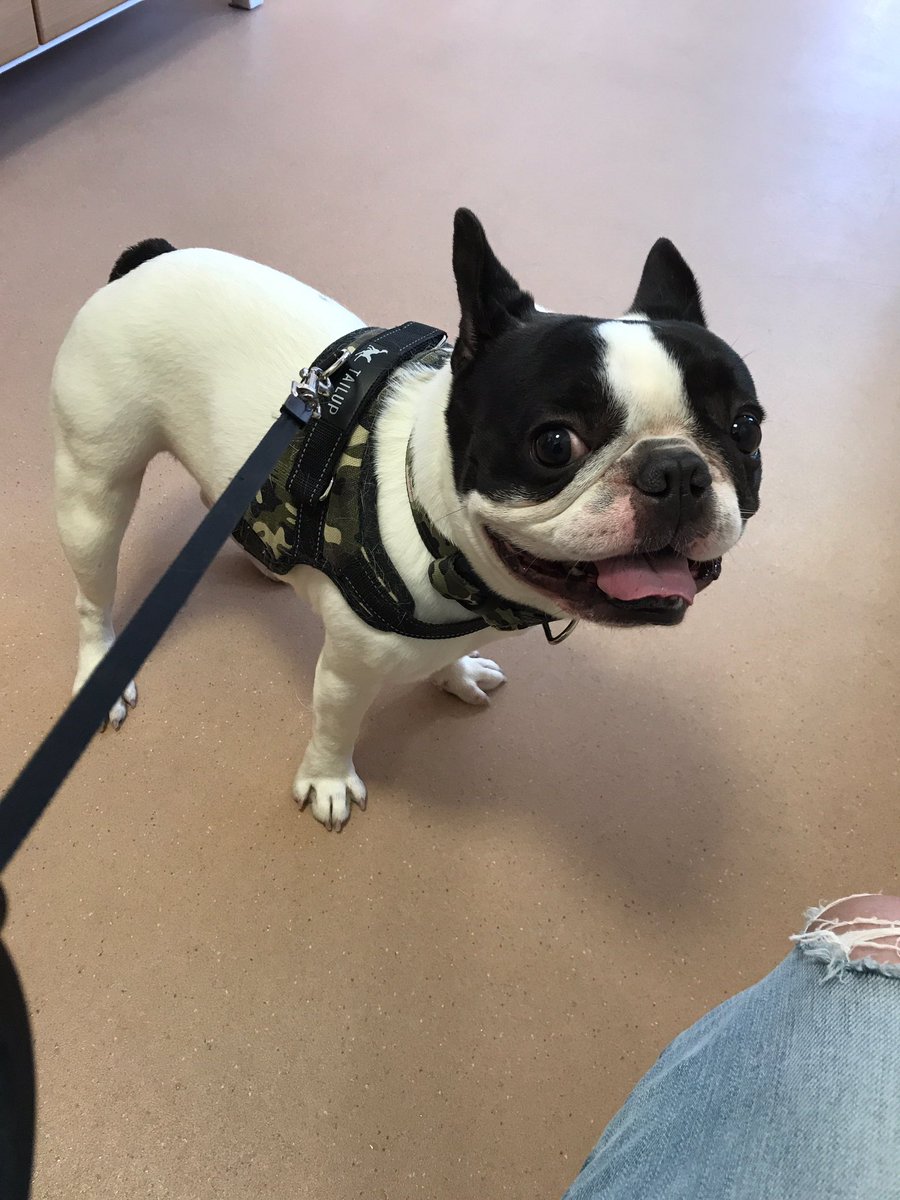 ট ইট র ブヒ犬 হ য শট য গ