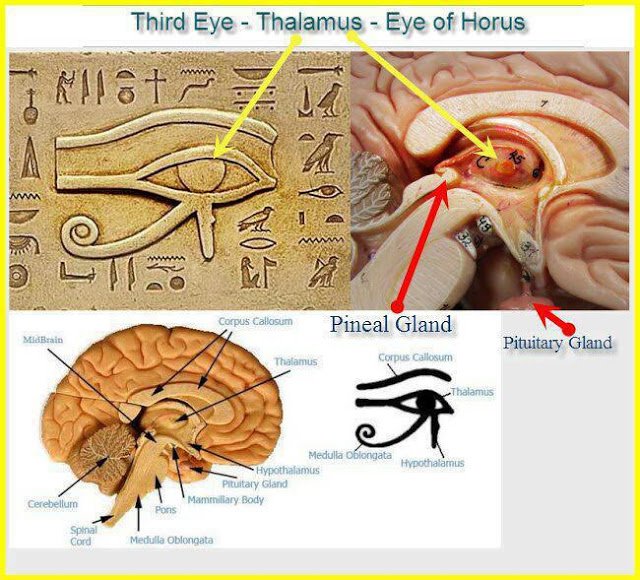 In Ancient Egypt, the pineal gland was traditionally considered to be the seat of the soul. The Egyptians knew that this was where DMT(the spirit molecule) was released, and that it triggered the final projection into the astral plane, where their experiences rooted from.