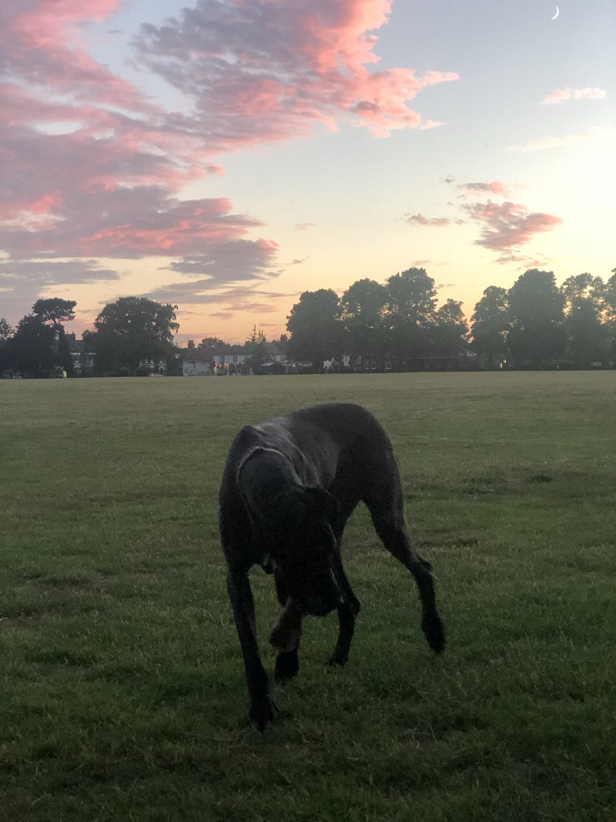 Jamieson76's tweet photo. #GtDane #Dogwalk #MissytheDane https://t.co/Gb7sv7NtUh