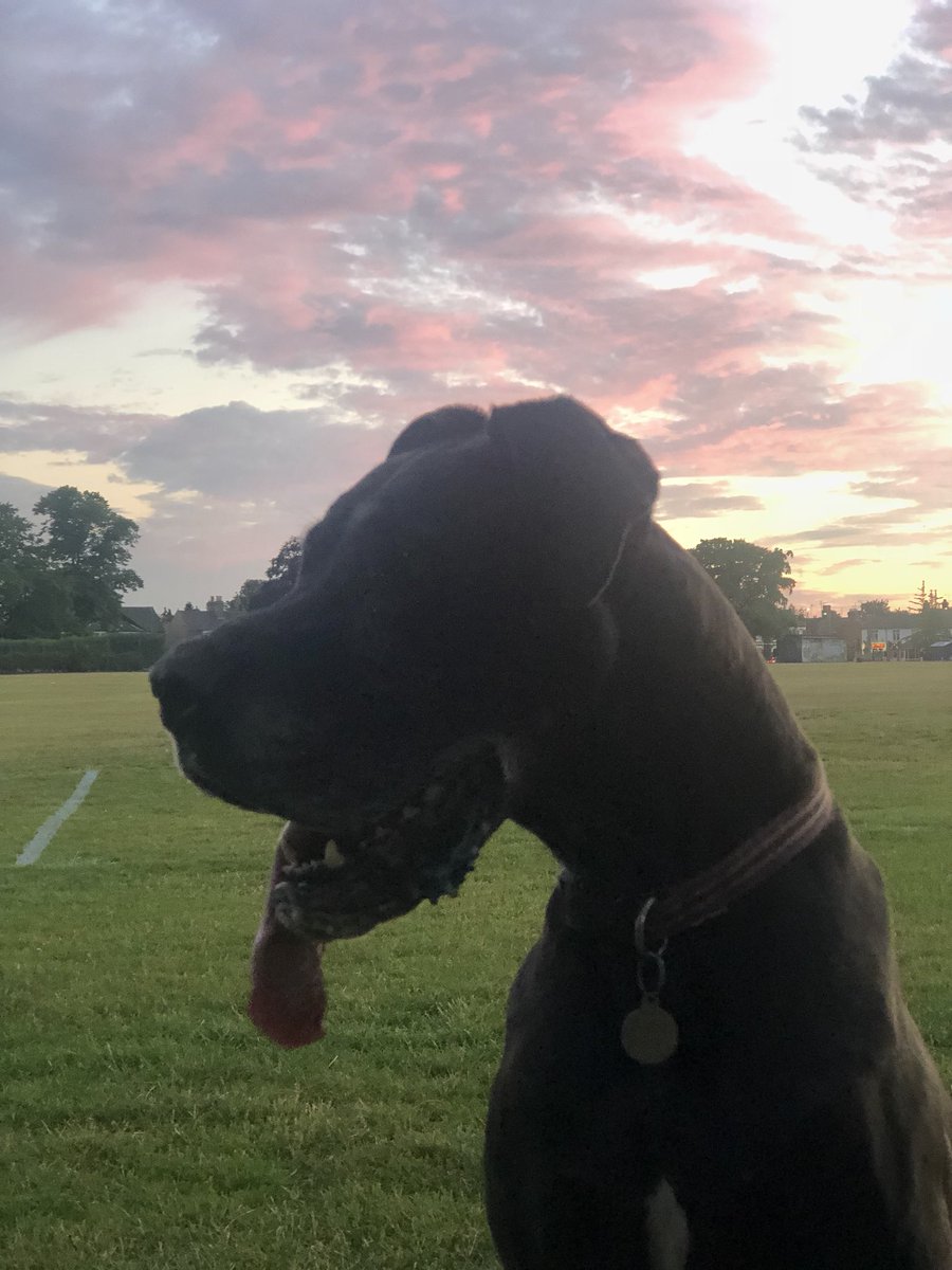 Jamieson76's tweet photo. #GtDane #Dogwalk #MissytheDane https://t.co/Gb7sv7NtUh