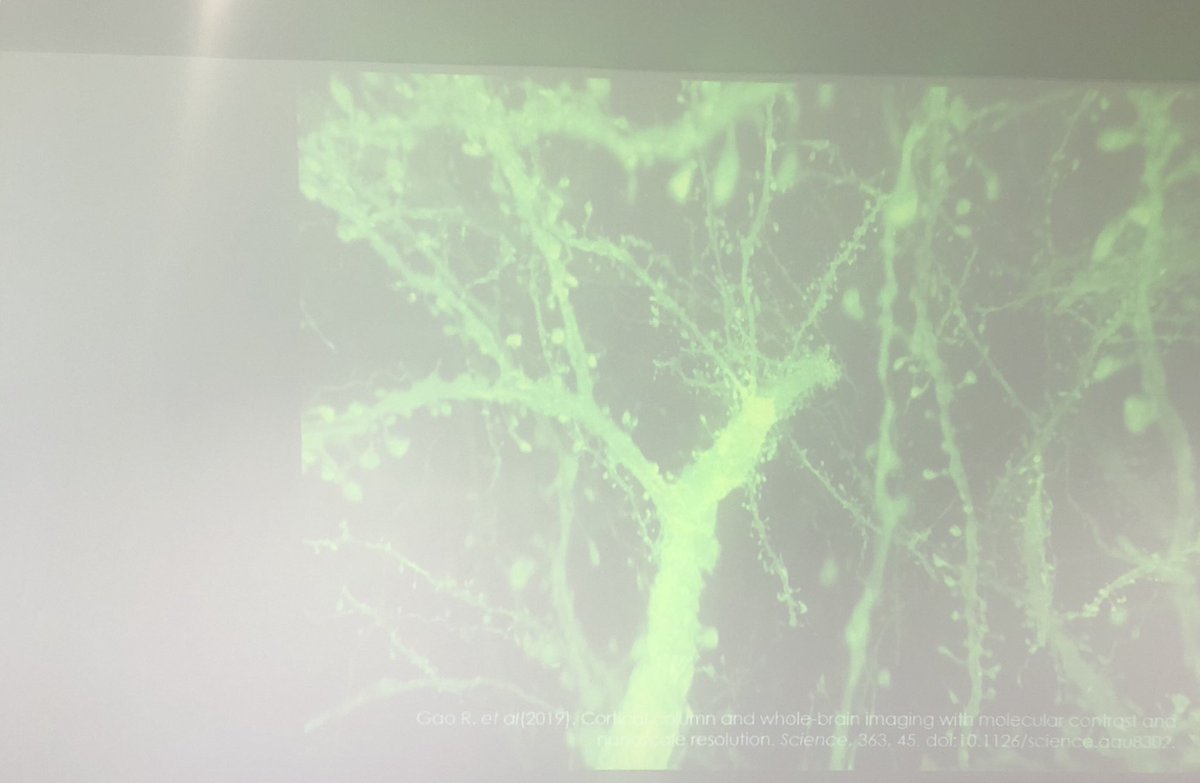 Shanienash's tweet image. Prof. Guy Sutton highlights the damaging effects of the stress response whereby corticotropic releasing hormones degrade dendritic spines within 2 hours!  #ATPconference2019 #atpconference