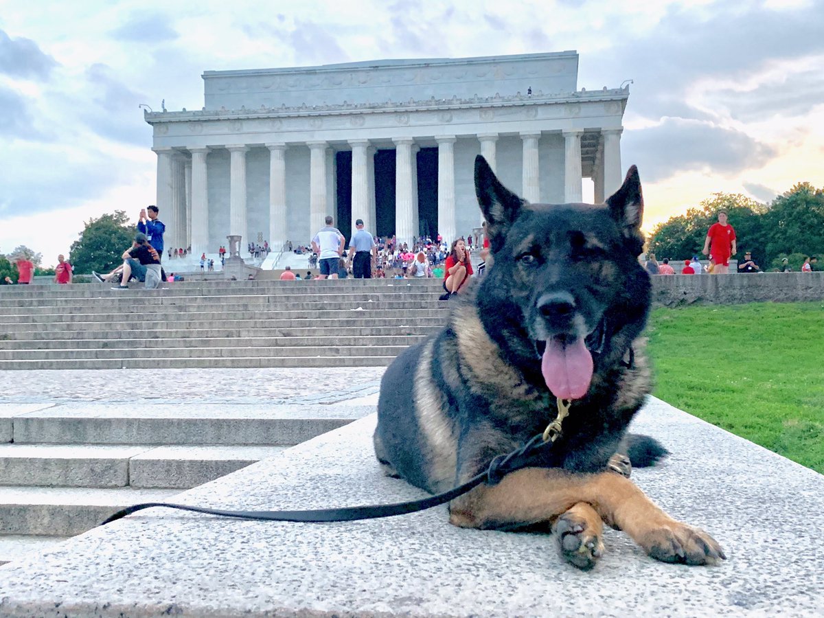 ProDogTV's tweet photo. Diesel looking for the Telepromter terrorist from July 4th...
.
#prodogtv #lincolnmemorial #nationalmalldc #teleprompterproblems #thesethingshappen #happybirthdayamerica #workingdogs #sportingdogs #videoproduction #newshow #justhangingout  #patriotism #gsd #sablegermanshepherd https://t.co/kGUJRbMcct
