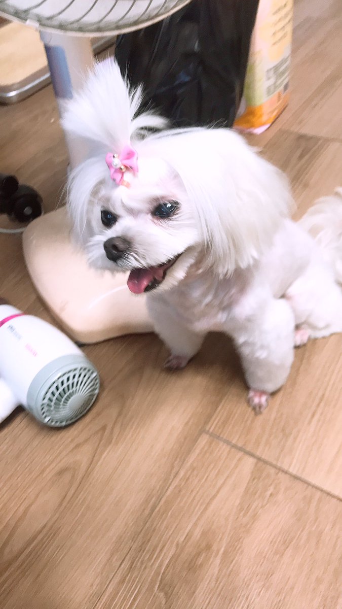 3car_user's tweet photo. 예전 미용사는 사진만 척척 보여줘도 척척 잘했었는데..ㅋㅋㅋ 속상해 죽겠다 ㅋㅋㅋㅋ https://t.co/N8aDCTzPFW