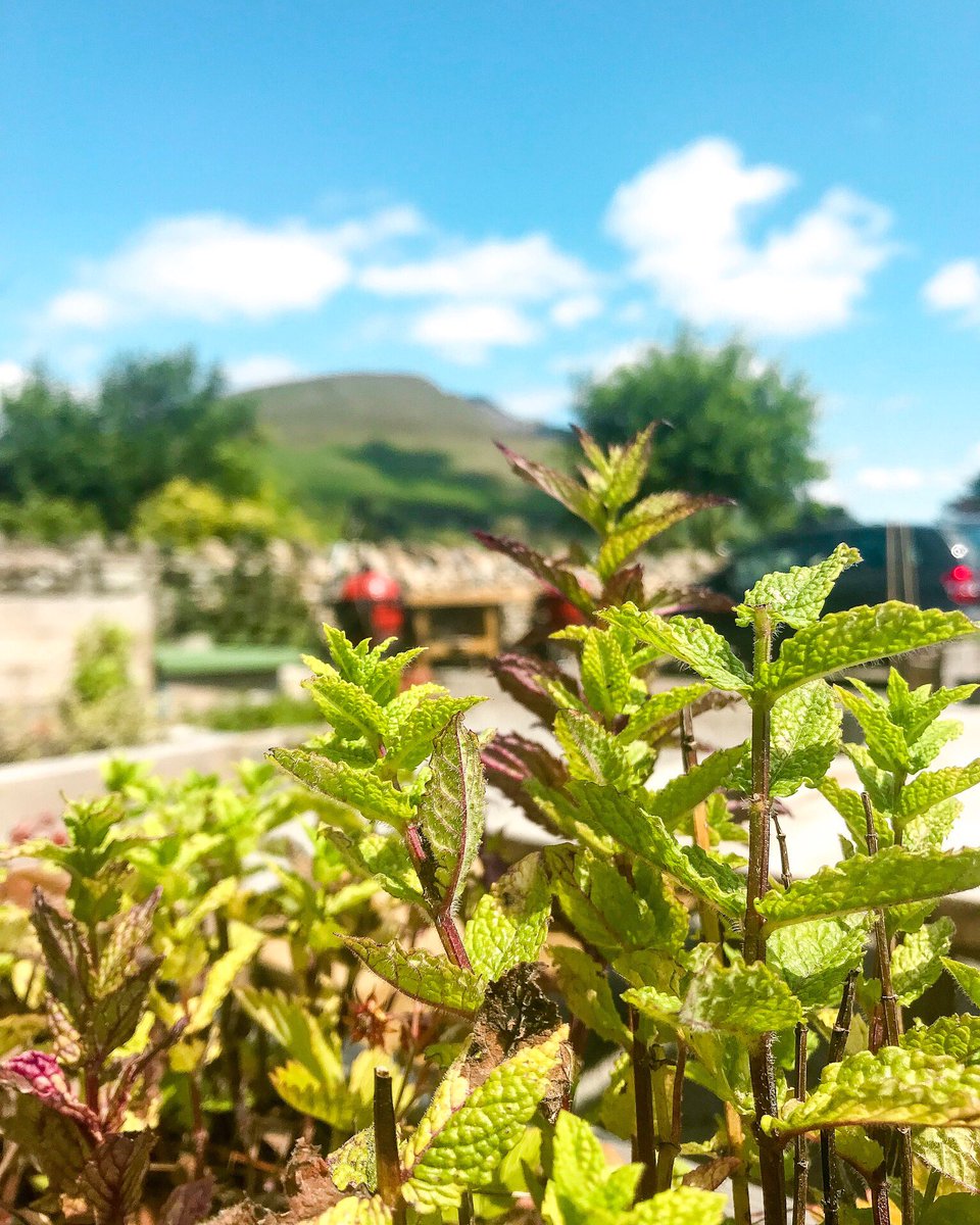It’s a beautiful day in the @keswickcookery garden today! @Petersidwell #mint #sunnydays #garden #growing #ingredients #food #foodie #outdoors #summer #cooking #fresh